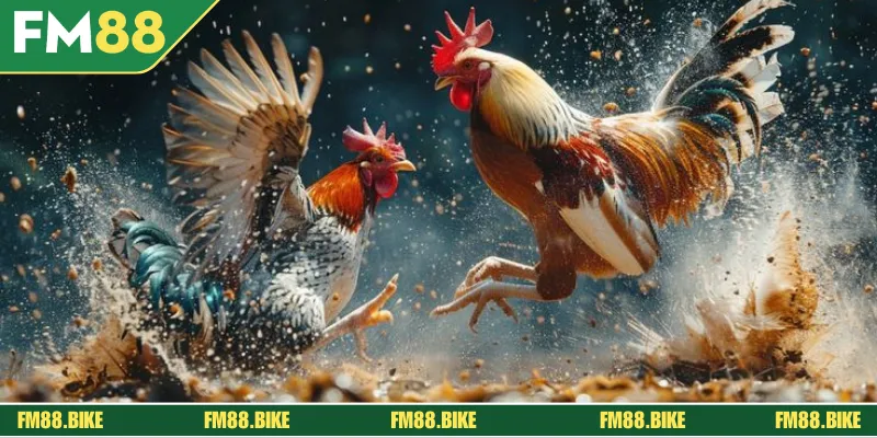 Đá Gà FM88: Sảnh Cược Kê Chiến Online Hàng Đầu Châu Á Hướng dẫn chi tiết các bước tham gia đá gà FM88 nhanh - gọn - lẹ